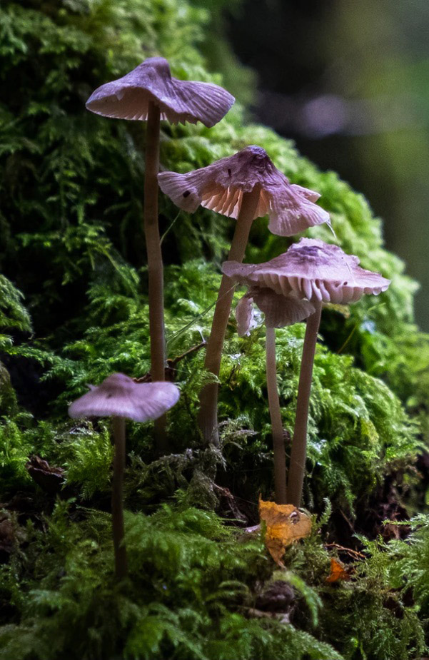 Rachel Frank funghi