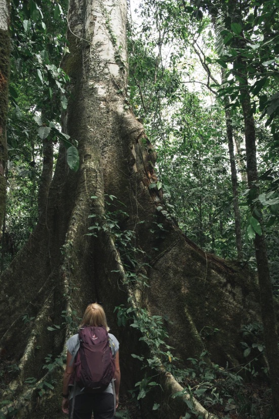Rachel Frank Roots